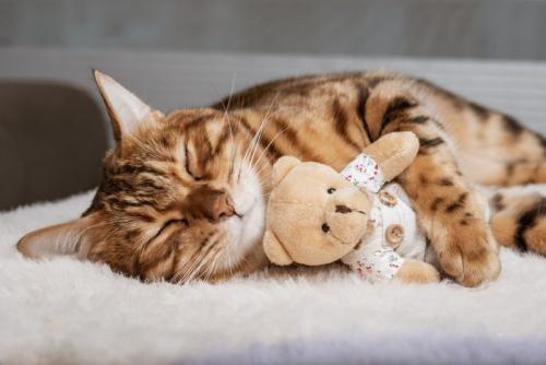 ぬいぐるみを抱きしめる猫