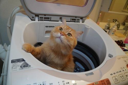 洗濯機から顔を出す猫
