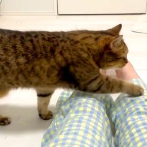 床に座って休憩する飼い主→甘えん坊のネコが４本の足で…『理不尽な行動』に爆笑の声「全体重をかけてきてるｗ」「可愛すぎて笑えた」と反響