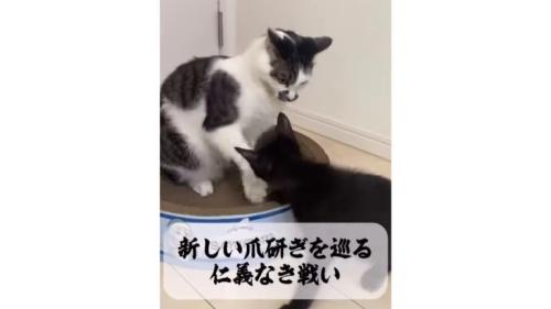 猫と子猫のケンカ