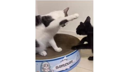 猫と子猫のケンカ