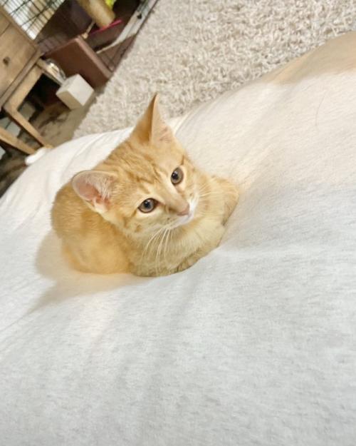 座り込む子猫
