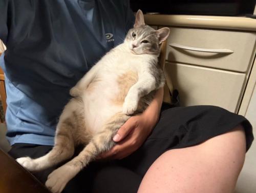 仰向けに膝の上に乗る猫