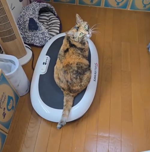 ダイエットマシンに乗って動くのを待っている猫