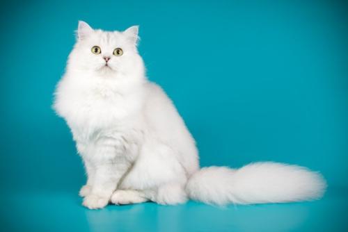 白のロングヘアーを持つ猫