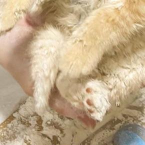 『粉まみれになった保護子猫』→顔を見ると……とんでもなく尊い『情けない表情』に５万いいね「100点満点」「ふにゃふにゃｗ」現在の様子も