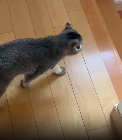歩く猫