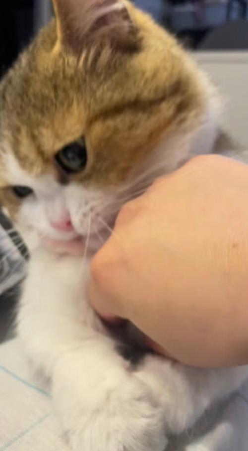 さらに猫の腹の下に指を入れる飼い主