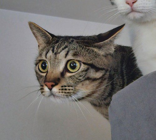 目を丸くして何かを見つめるキジトラ猫