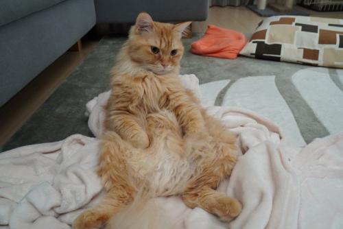 お腹を見せて座る猫