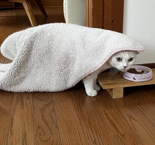 横を向く猫
