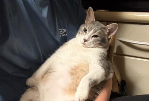 猫の上半身