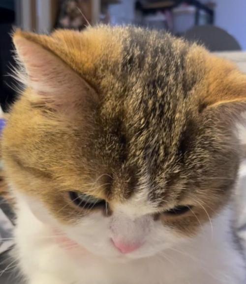 俯いている猫の顔
