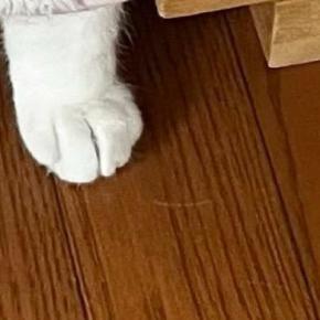 少し前まで寝ていた猫が『ごはんを食べている』と思ったら…飼い主驚愕の『まさかの光景』に１万いいね「素晴らしい着こなし」「可愛すぎｗ」