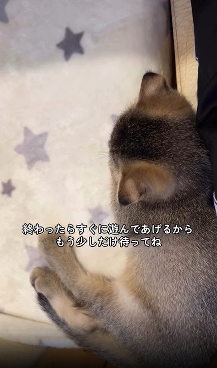 くつろぐ子猫