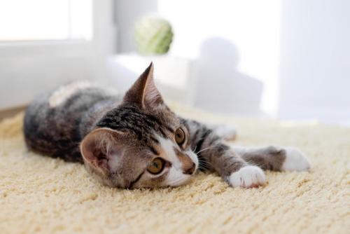 ラグの上で寝そべる猫