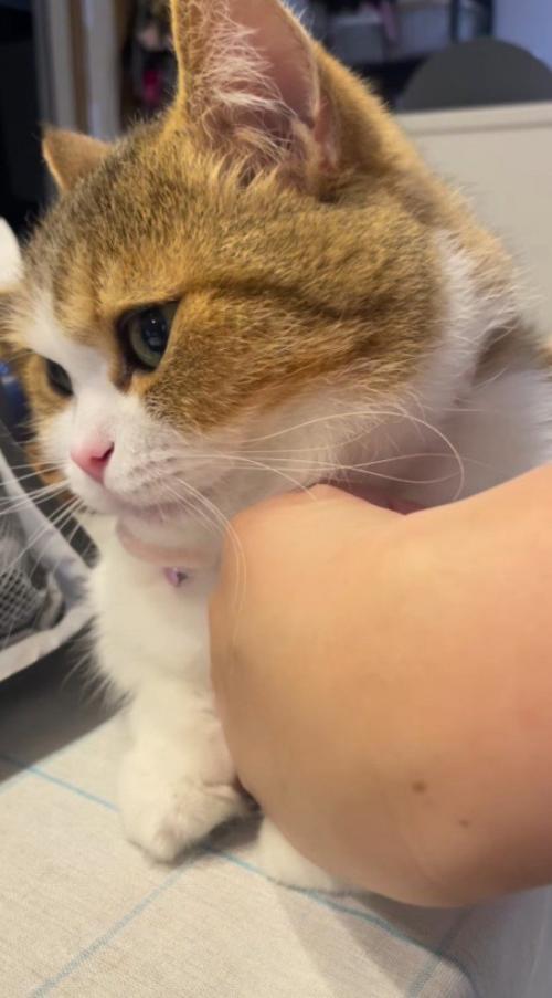 飼い主から目を逸らす猫
