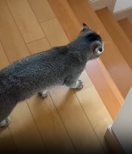 歩く猫2