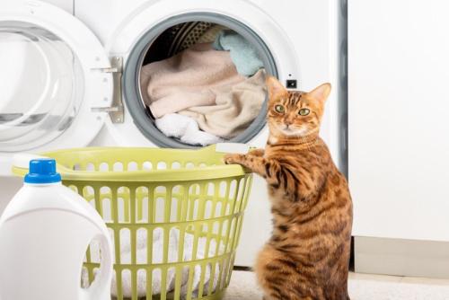 洗濯の準備をする猫