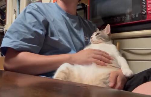 お腹を叩かれる猫