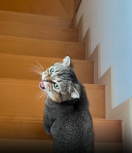 鳴く猫