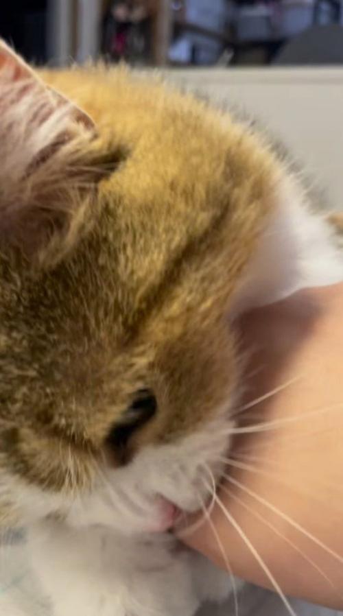 飼い主の指を甘噛みする猫