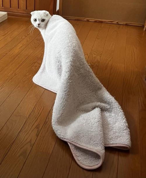 毛布を引きずる猫