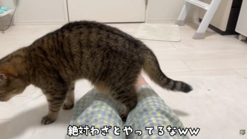 テロップ「絶対わざと～」