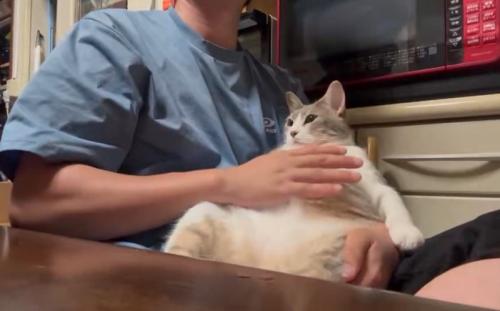 仰向けの猫