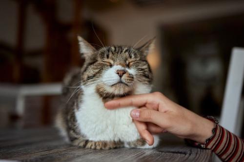 あごを撫でられる猫