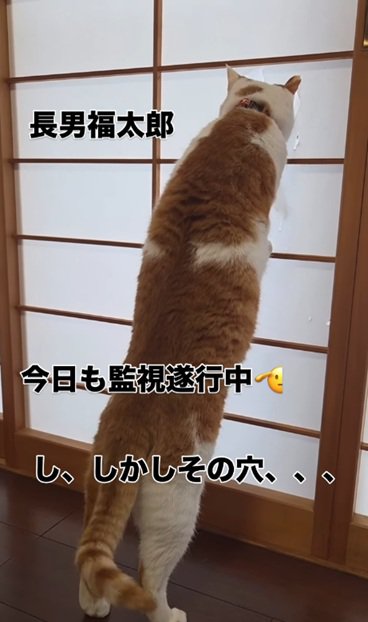 外を眺める猫