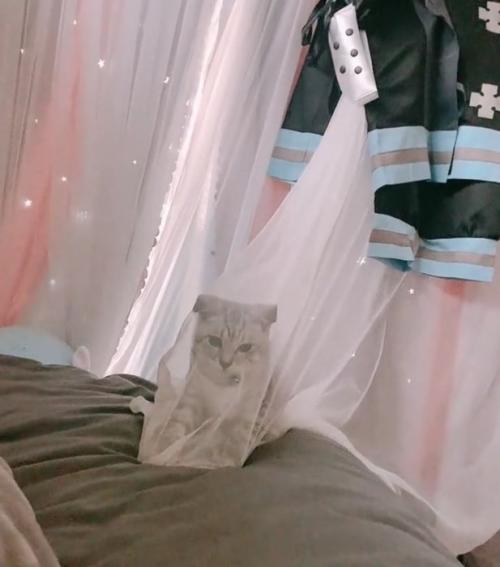 カーテン越しに見つめる子猫