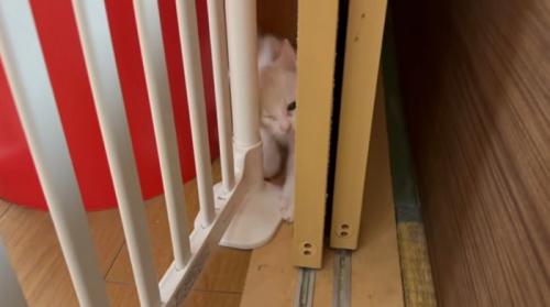 ゲートの猫