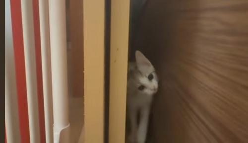 ドアの隙間の猫