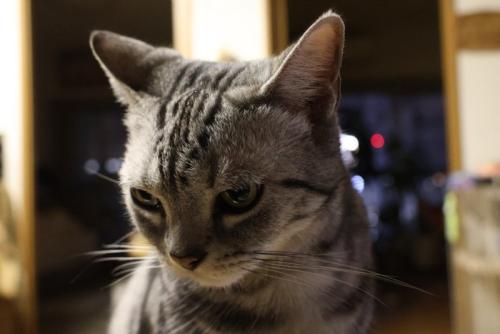 うつむく猫
