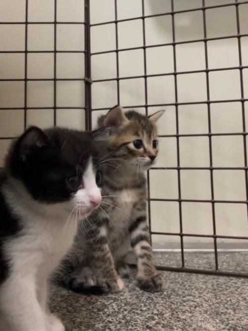 子猫の横顔