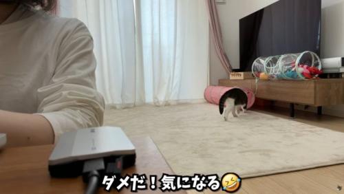 トンネルで遊ぶ猫
