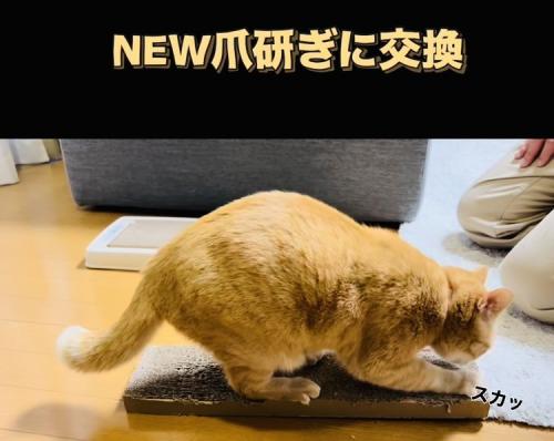 古い爪研ぎで爪を研ぐ茶トラ猫