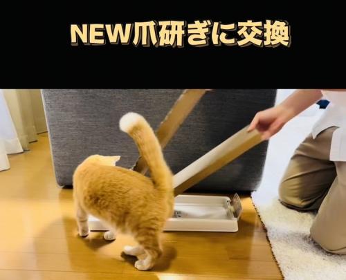 新しい爪研ぎを見にきた茶トラ猫