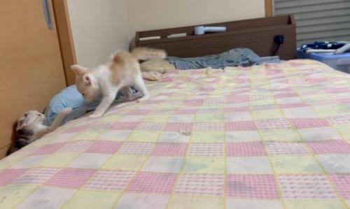 落ちる猫