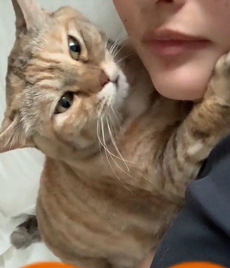 くっついている飼い主と猫