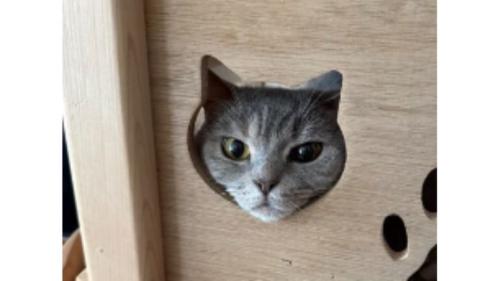 ハウスに入っている猫