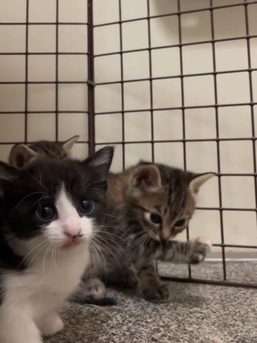 前足をなめる子猫