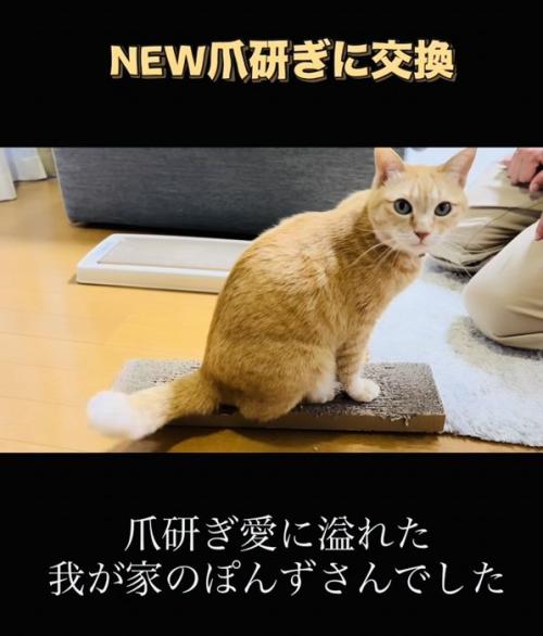 古い爪研ぎの上に座る茶トラ猫