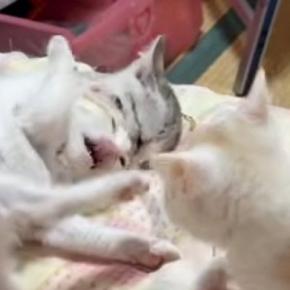 ベッドの上に集まった子猫たち→『にゃんプロ』が始まった結果…尊すぎる『戦いの様子』にほっこりする人が続出「いい眺め」「暴れ放題w」