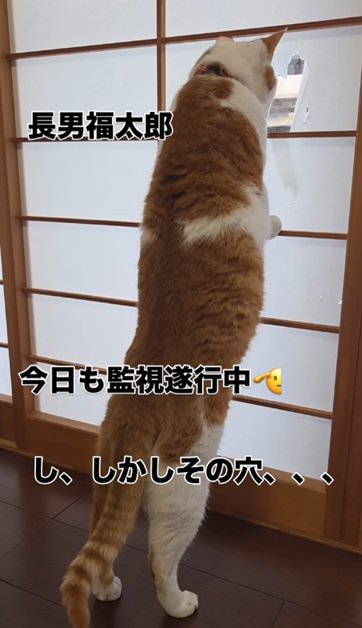 立つ猫