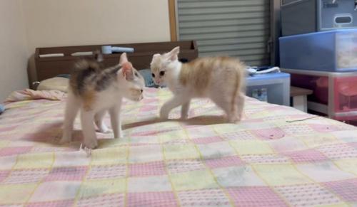 イカ耳の猫