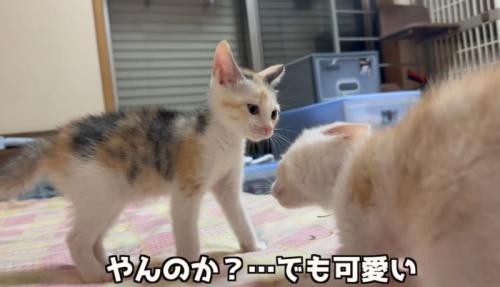 やんのかの猫