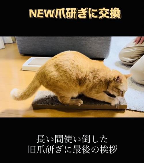 古い爪研ぎで爪を研ぐ茶トラ猫