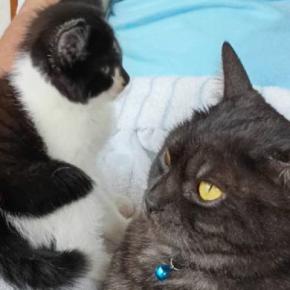 家に来てまだ4日目の『新入り子猫』→先住猫のそばへ行くと……驚きの光景に３万いいね「すごくいい瞬間」「先住ニャンコも素晴らしい」
